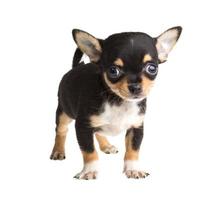 short haired chihuahua puppy in front of a white background photo