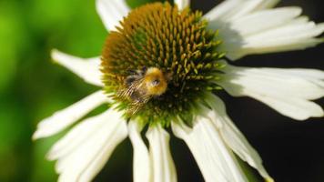 humlan samlar nektar på en echinacea-blomma video