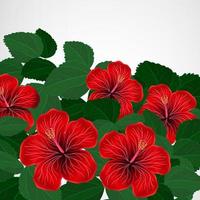 Floral design background. Hibiscus flowers.