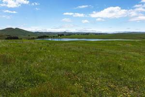 Green grass and yellow field flowers photo