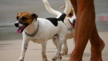 Jack russell terrier chiens marchant sur la plage video