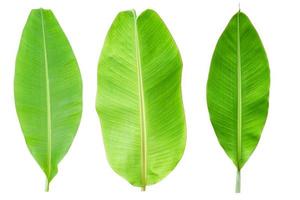 banana leaves on a white background photo