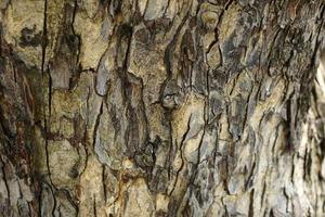 The bark background has cracks from aging. photo