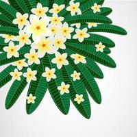 Eps10 Floral design background. Plumeria flowers. vector