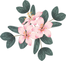 Bouquet pink cherry blossom flowers drawing transparency background.Floral object. png