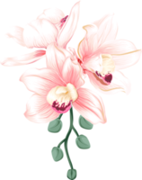 Bouquet Orchid flower drawing transparency background.Floral object. png