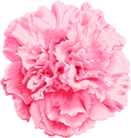 disegno di fiori di garofano rosa. png