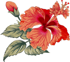 bukett hibiskus blomma ritning öppenhet background.floral objekt. png