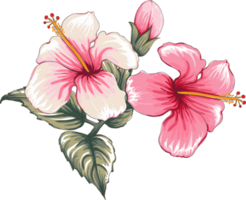 bouquet fleur d'hibiscus dessin transparence background.floral objet. png
