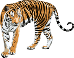 Fondo de transparencia de dibujo de tigre. objeto animal png