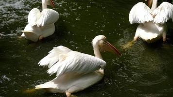 Groupe de grands pélicans blancs -pelecanus onocrotalus- natation video