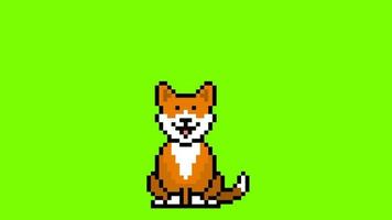 Cute corgi dog with empty thinking bubble pixel art on green screen animation video