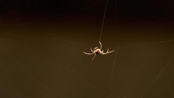 Spider weaves a web in summer evening video