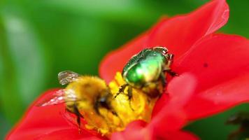 Cetonia Aurata also known as Rose Chafer and bumblebee on the Red Dahlia flower, macro video