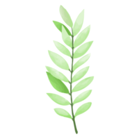 akvarell blad, gröna blad clipart png