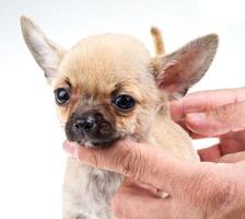 expressive portrait Chihuahua puppy photo