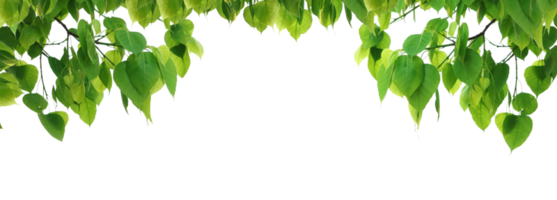 albero di foglie verdi bodhi. png
