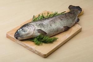 Raw fresh trout photo