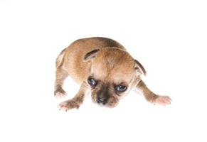 Funny puppy Chihuahua poses on a white background photo