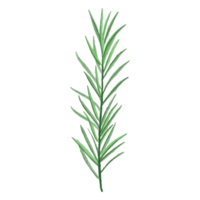 Aquarellblatt, grüne Blätter Clipart png