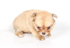 Chihuahua puppy on white background photo