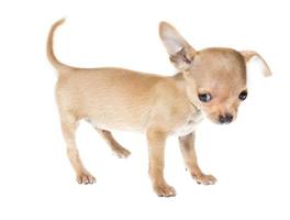 Funny puppy Chihuahua poses on a white background photo