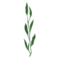 akvarell blad, gröna blad clipart png