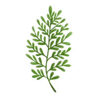 Aquarellblatt, grüne Blätter Clipart png