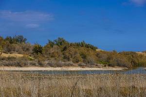 Oasis in Maspalomas Dunas photo