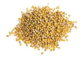 yellow mustard seeds photo