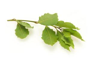 Green laurel leaves on the branch photo