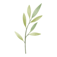 akvarell blad, gröna blad clipart png