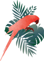 sfondo colorato del modello dell'uccello dell'ara. png