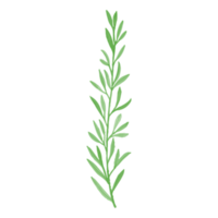 Aquarellblatt, grüne Blätter Clipart png