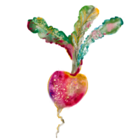 Hand drawn watercolor vegetable png