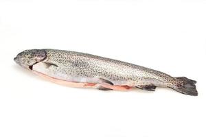 Raw trout fish isolated on white photo