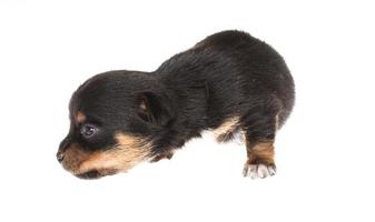 Funny puppy Chihuahua poses on a white background photo