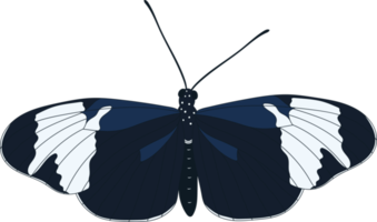 illustration de papillon dessiné à la main. png