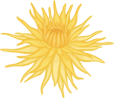 Hand drawn yellow dahlia flower png