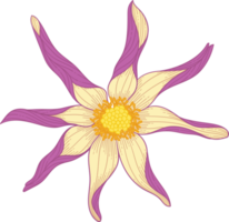 Hand drawn purple dahlia flower png