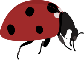 Hand drawn ladybug illustration. png