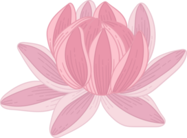 Hand drawn pink dahlia flower png