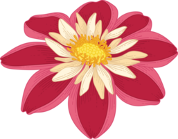 handritad röd dahlia blomma png