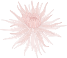 Hand drawn white dahlia flower png