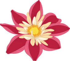 Hand drawn red dahlia flower png