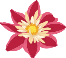 handritad röd dahlia blomma png