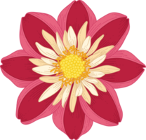 Hand drawn red dahlia flower png