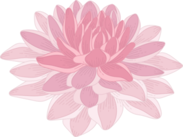 fleur de dahlia rose dessiné à la main