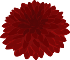 Hand drawn red dahlia flower png