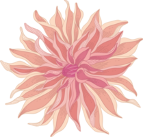 flor de dália rosa desenhada de mão png